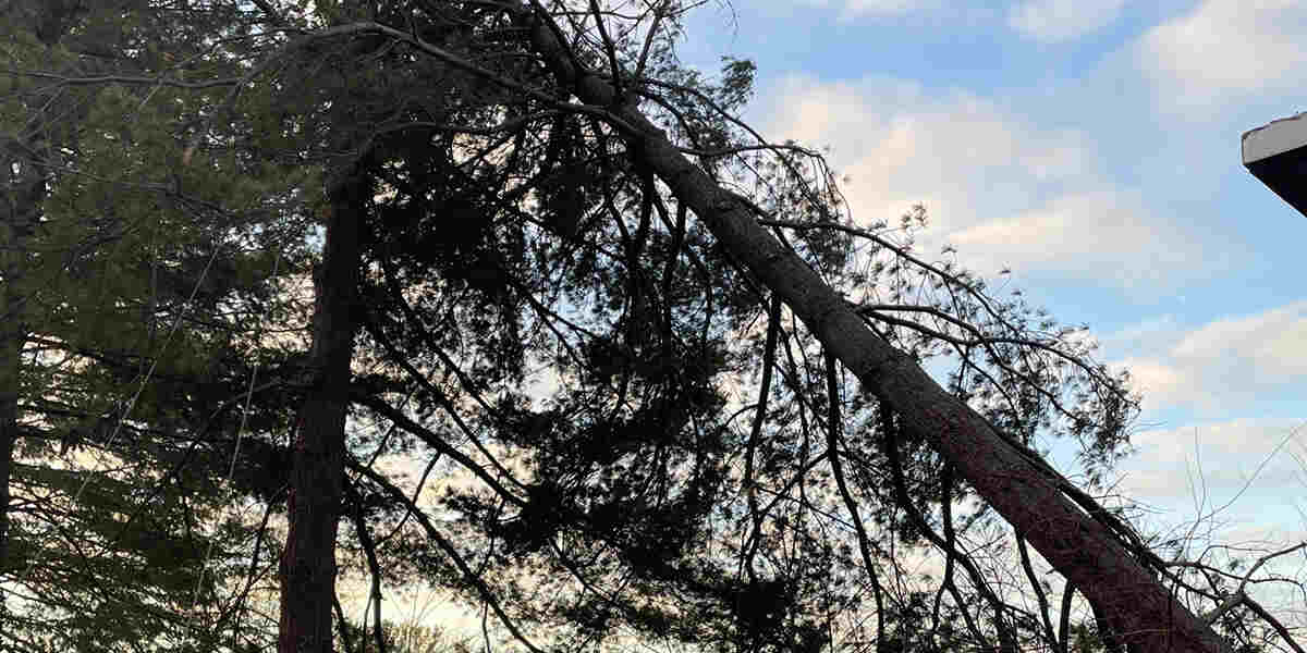 storm damage tree cleanup